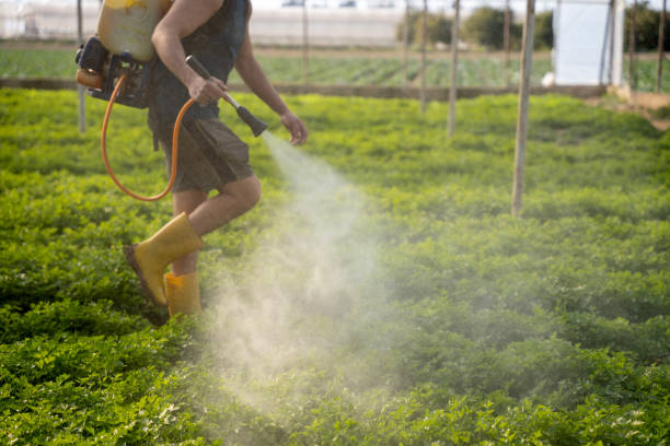 Best Wasp Removal Services  in Bass Lake, IN