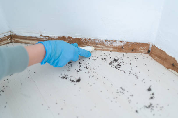 Best Pest Control for Restaurants  in Bass Lake, IN